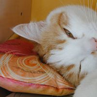 Christophe Hubert Photo 19