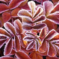 Debra Thomason Photo 19
