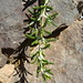 Rosemary Wilson Photo 39