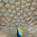 Chris Peacock Photo 11