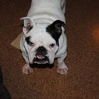 Carl Davison Photo 29