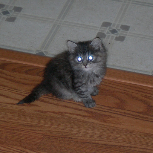 Debbie Brandt Photo 10