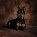 Larry Rubin Photo 21