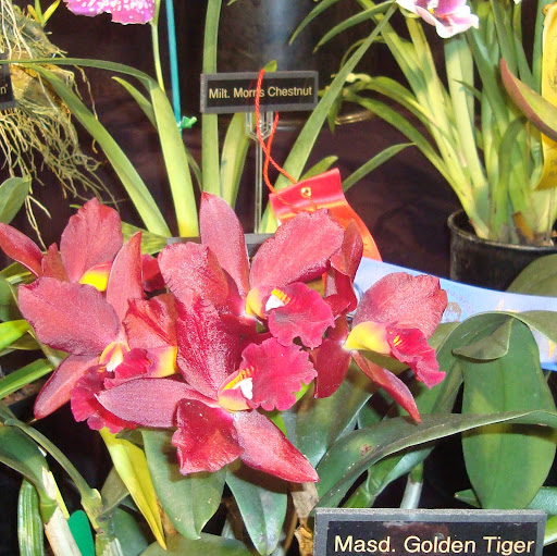 Teresa Lorenzo Photo 30