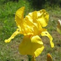 Susan Wentz Photo 14