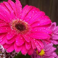 Shirley Tribolet Photo 2