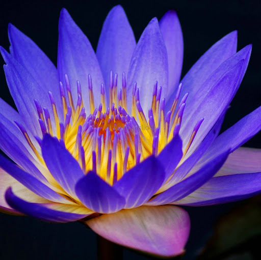 Cheryl Chambers Photo 33