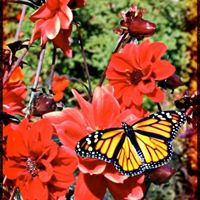 Julie Lamontagne Photo 16