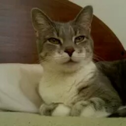 Gregory Hines Photo 38 Gregory Hines Photo 38