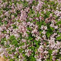 April Bentley Photo 24