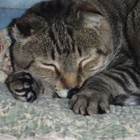 Christine Neville Photo 17