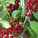 Holly Green Photo 7