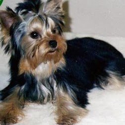 Janice Short Photo 27