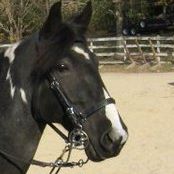 Patricia Doolittle Photo 4