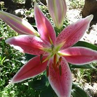 Amy Black Photo 44