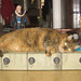 Peter Hutt Photo 10
