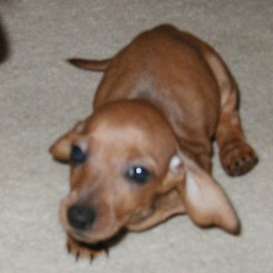 Doug Mcdaniel Photo 33