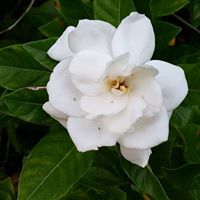 Pamela Dobbs Photo 20