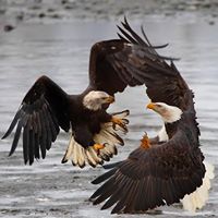 Larry Becker Photo 42