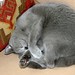 Bonnie Gray Photo 31