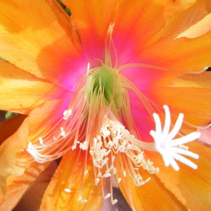 Janet Fritz Photo 29