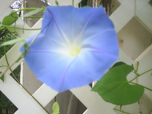 Betty Ross Photo 40 Betty Ross Photo 40