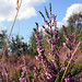 Heather Parks Photo 22