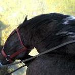 Joy Borchers Photo 1