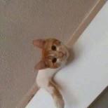 Shannon Doyle Photo 27