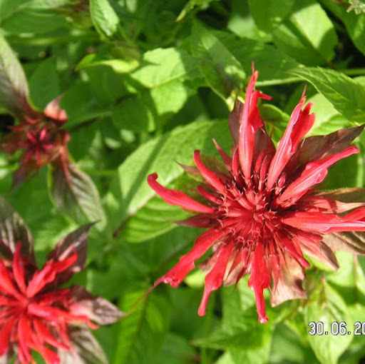 Melissa Gruber Photo 10