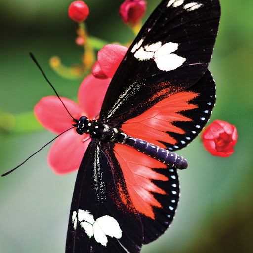 Carol Riddle Photo 17