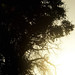 Cary Ray Photo 6