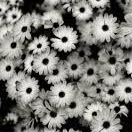 Sherie Anderson Photo 7