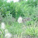 Dianne Green Photo 32
