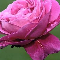 Mukesh Patel Photo 25