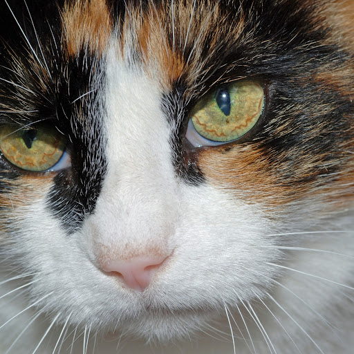 Michael Prendergast Photo 48