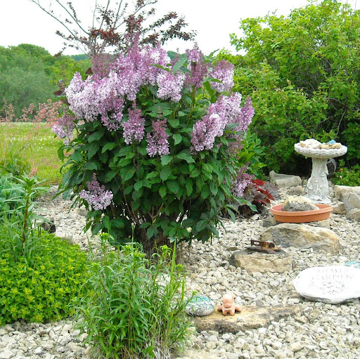 Carol Peterson Photo 43 Carol Peterson Photo 43