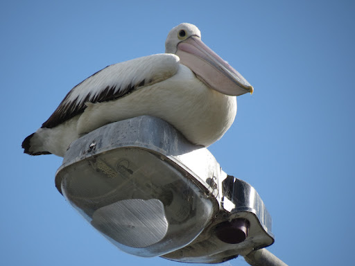 Susan Sawyer Photo 14