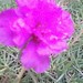 Rosa Alas Photo 24