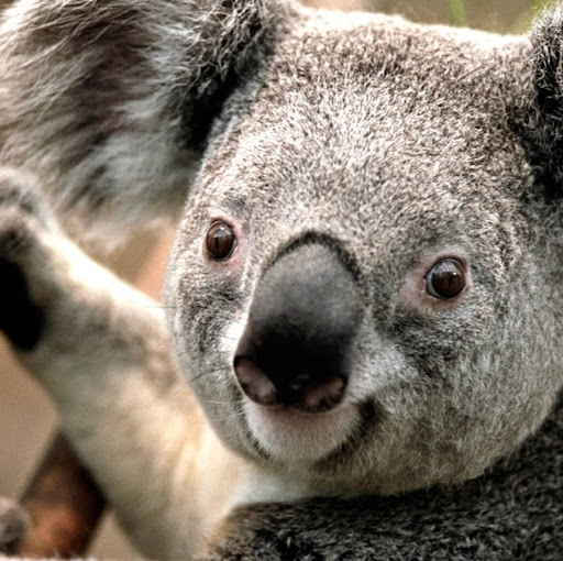 Alice Stuart Photo 18