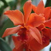 Patricia Flowers Photo 28