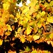 Candace Vines Photo 13