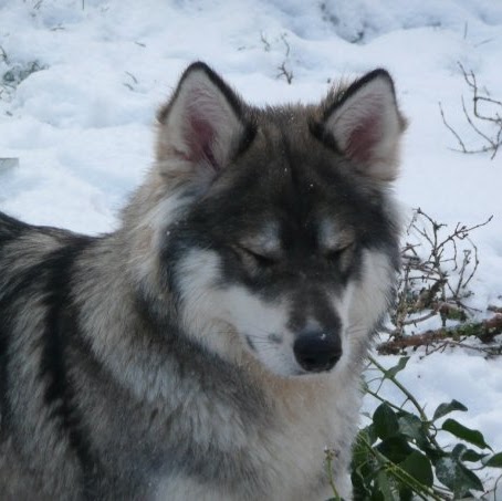 Charlotte Gray Photo 33