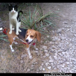 Michael Crenshaw Photo 5