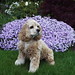Rosie Bush Photo 28