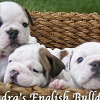 Sandra Stafford Photo 17