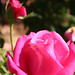 Rose Ross Photo 37