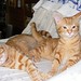 Rick Forbes Photo 7
