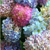 Debbie Hicks Photo 11