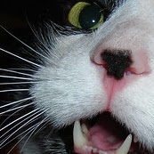 Sara Kennedy Photo 36